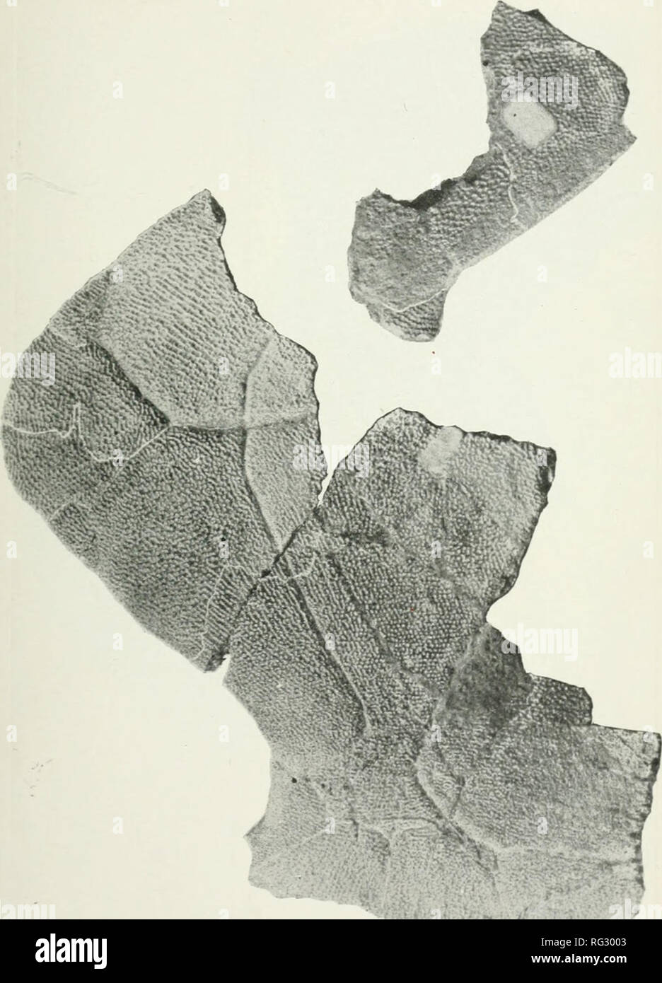 Adocus
