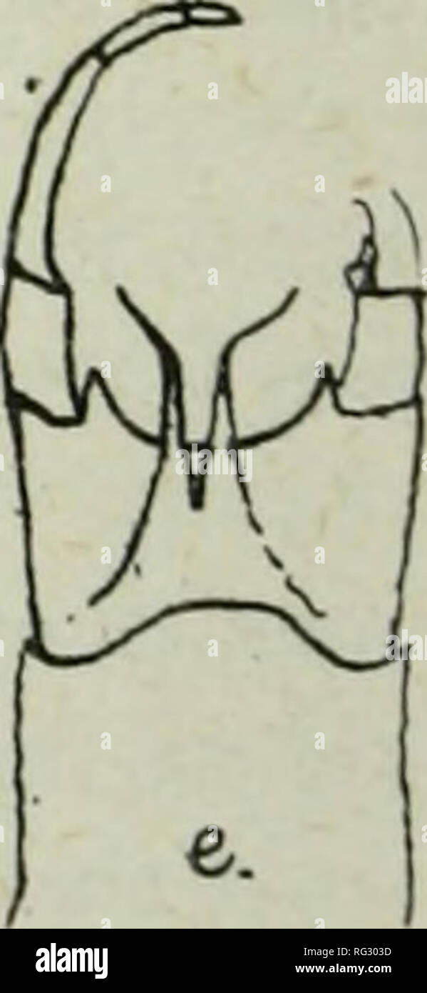 . The Canadian entomologist. Entomology. Fig. 3. Male genitalia of a. Siphlonuroides croesus McD.: /'. Siphlonuroides midas IMcD. ; c Siphlonurus berenice MdD.; d. Siphlonurus phyllis MicD.; c. Atneletus validiis McD. Siphlonurus phyllis sp. nov. Male. Head and thorax l)lack brown, the latter shaded somewhat with yellowish anteriorly. Abdomen dark brown dorsally with the usual subdorsal dark streaks and a bifid patch of yellow laterally on the anterior margin of each segment, becoming more extended on posterior segments; ventrally yellowish, very characteristically marked with a brown median s Stock Photo