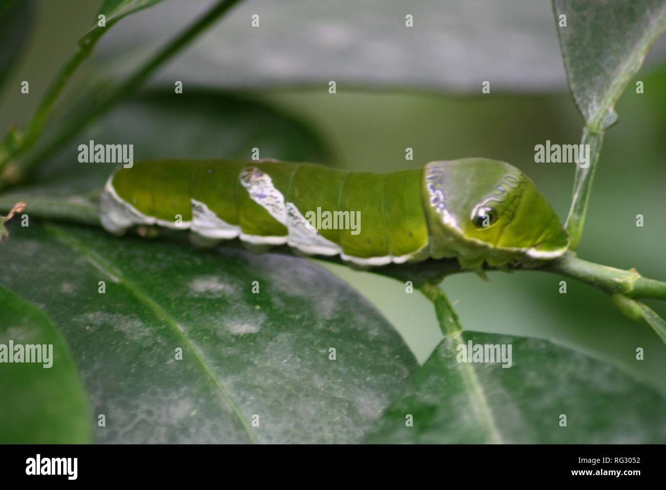 a green caterpillar with eye spots on the hind quarters Stock Photo Alamy