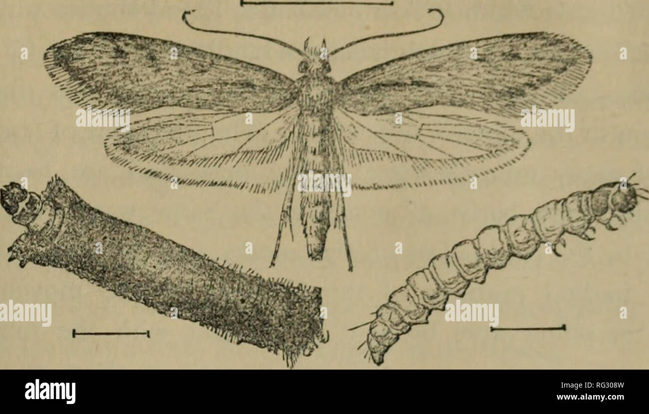 Due to moths hires stock photography and images Alamy