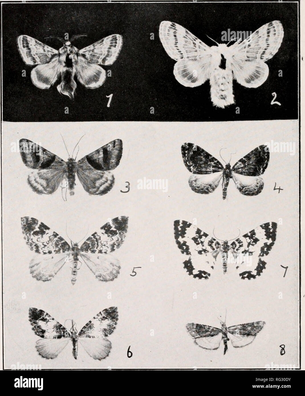 . The Canadian entomologist. Insects; Entomology. Can. Ent., Vol. LII. Plate IX.. NEW LEPIDOPTERA FROM BRITISH COLUMBIA. (See p. 206;.. Please note that these images are extracted from scanned page images that may have been digitally enhanced for readability - coloration and appearance of these illustrations may not perfectly resemble the original work.. Entomological Society of Canada (1863-1871); Entomological Society of Canada (1951- ); Entomological Society of Ontario. Ottawa [etc. ] Entomological Society of Canada [etc. ] Stock Photo