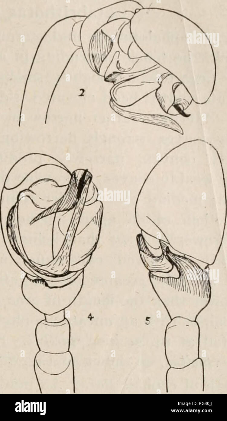 . The Canadian entomologist. Insects; Entomology. Fig. 22. 1. Calabrithorax clypiellus, sp. n., ventral view of left male palpus. xlOO. 2. Distoectal view of right male palpus. .xlOO. .3. Dorsal view of left male palpus. xlOO. 6. Anyphaena intermonlana, sp. n., epigynum. x44. characters as height of clypeus, etc., are so marked, indicates the importance of the palpal organ in generic distinctions in this group. Catabrithorax clypiellus, sp. nov. ikfa/e.^Carapace light dusky yellow. Legs yellow. Abdomen light gray. Remarkable for the extremely low clypeus, the height of which is less than the d Stock Photo