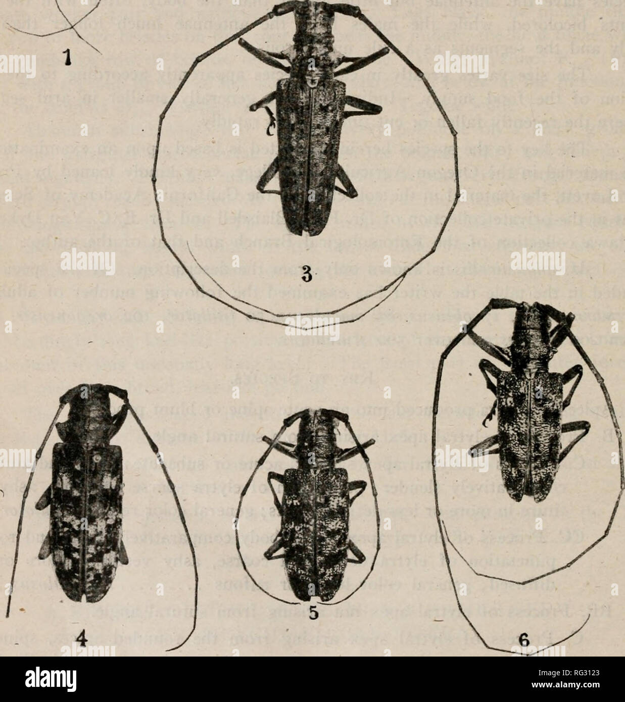 Monochamus notatus hires stock photography and images Alamy