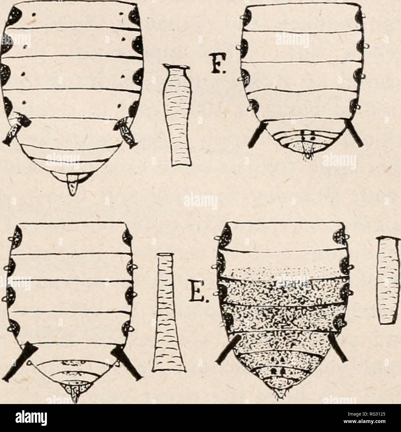 . The Canadian entomologist. Insects; Entomology. r!4-^^s^^ -^ 5. i'^m ^.^, m ,1 [-- D.. Fig. 4.âBodies of Apple Aphides. A, Aphis kochii Schonteden (spring migrant). B,.4. kochii Sch. (autumn migrant). C. Siphocnryne avena: Fahr. X), Aphis pomi Ge G. E, .4. crataegi Kaltenb. F', .4. kochii (sorbi ol Sanderson) spring migrant (after Sanderson). -snasS^^^^^^^S: irrrrmrnii i i lo^ a ,-y- 1!!^?'!' 5^V3[2yvâ Lixj,iii.u^'7r.,. â â r.i. â T:Â»'Tt''J^V.l'Â».-*.y, iCp^ B. C. D F. Fig. 5.âAntennae of alate viviparous female Apple Aphides. A, Aphis kochii Schonteden, 13, V, '12 (sprina migrant). B. .4.  Stock Photo
