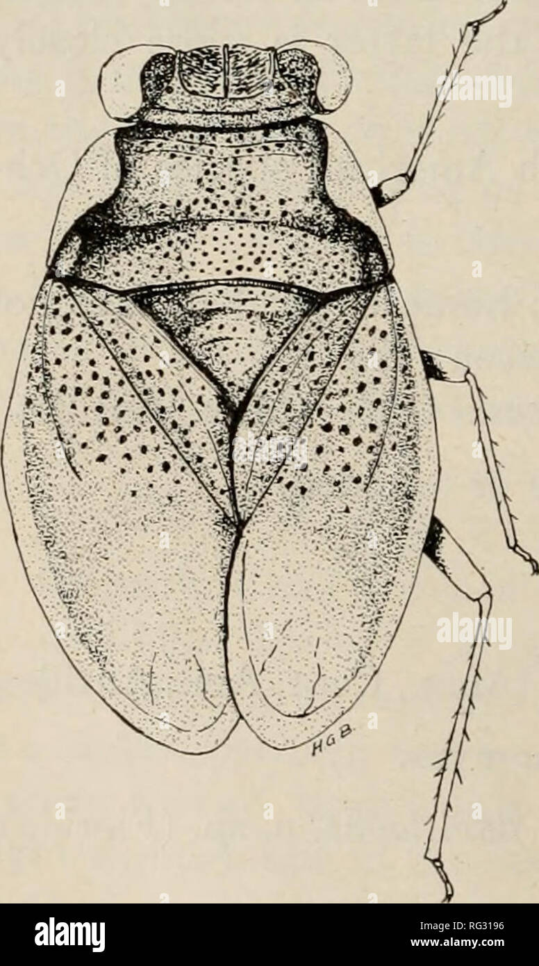 . The Canadian entomologist. Insects; Entomology. 214 THE CANADIAN ...