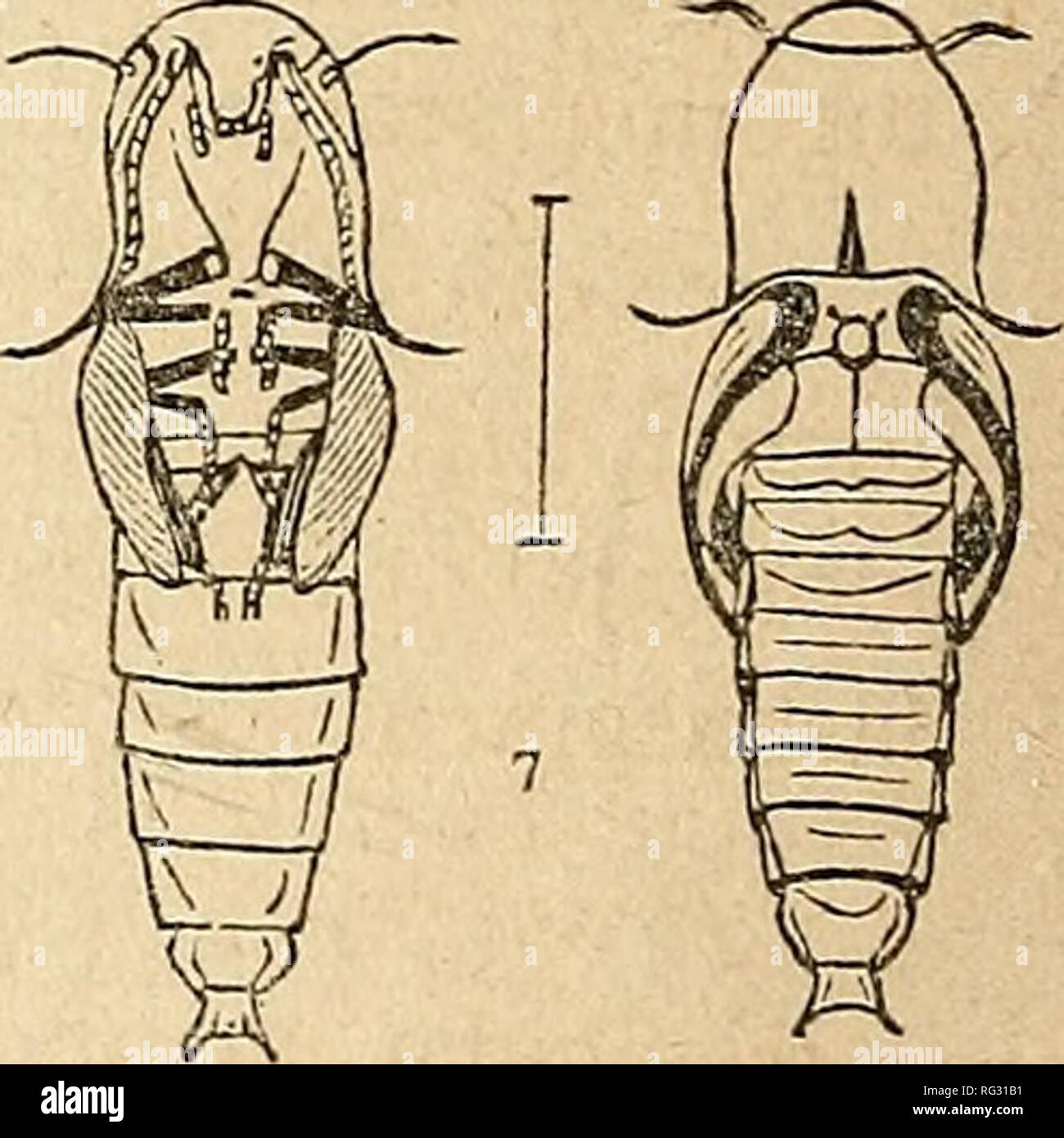 . The Canadian entomologist. Insects. ^-^. 1. Larva much magnified, (natural size I ) la. Transverse section. 2. Under-side of head and first three or thoracic segments, showing the parts of mouth and tlie position of first spiracle. 3. Margin of front; a Position of antennw. 4. Mandible. 5. Leg. 6. Terminal segment beneath. 7. Pupa, upper and under view. The line between represents the natural size. LARVA (Fig. I.) Form.—Elongate subcylindrical, dorsal surface more convex. Tegument.—Partially corneous, colour testaceous.. Please note that these images are extracted from scanned page images th Stock Photo