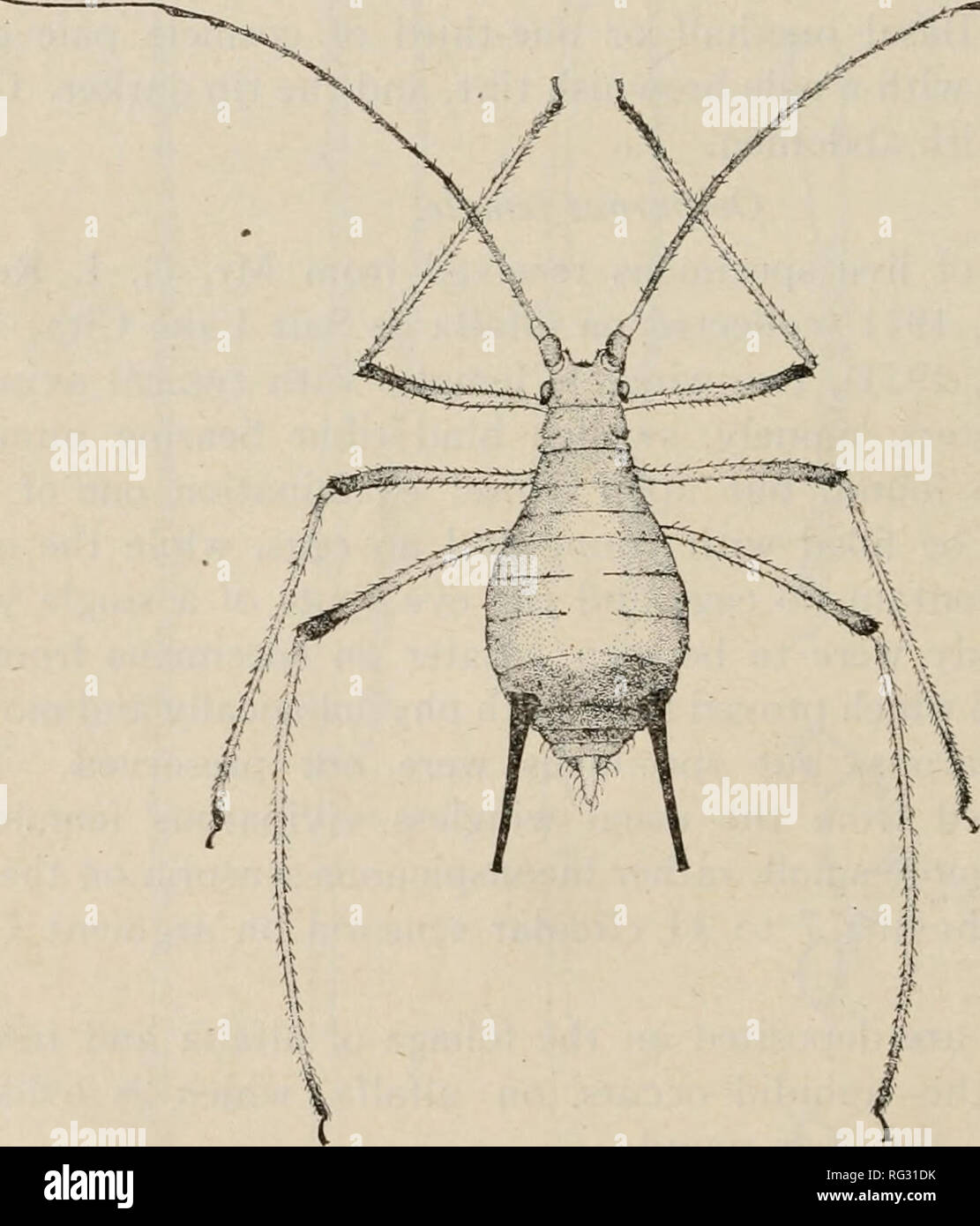 The Canadian Entomologist Insects Entomology 48 The Canadian Entoxmologist As Great A Pest In The West As The Destructive Pea Aphis Is To Peas In The East This Aphidid Has Been