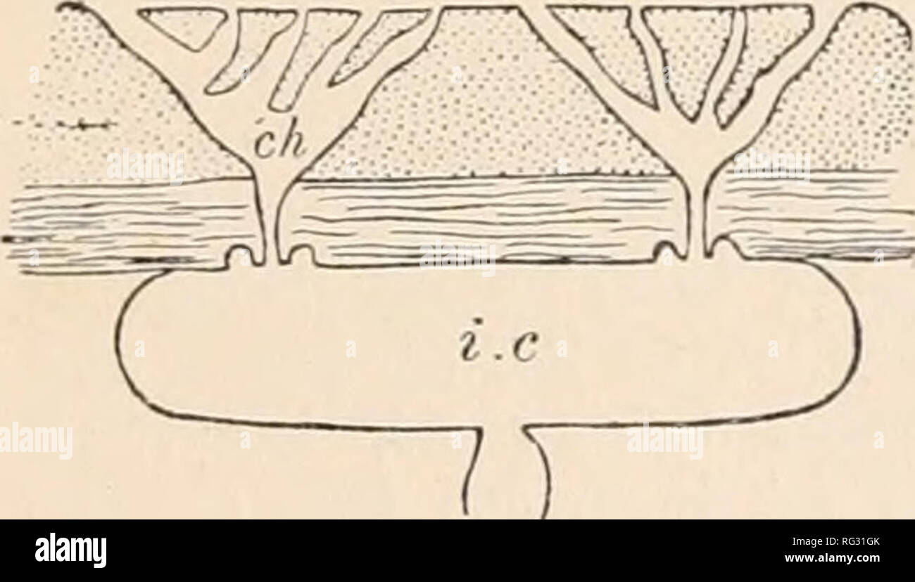 . The Cambridge natural history. Zoology; Zoologia Geral. fb-. sp B FIG. 106.—A, Craniella type; B, Stellettid type, ch, Chone ; co, collenchyma; d.o, dermal ostia ; fb, fibrous tissue ; i.c, intercortical cavity ; sd, subdermal cavity ; sp, sphincter. (After Sollas.) be classified under one of two heads, typified by Stelletta and Craniella respectively (Fig. 106).. Please note that these images are extracted from scanned page images that may have been digitally enhanced for readability - coloration and appearance of these illustrations may not perfectly resemble the original work.. Harmer, S. Stock Photo