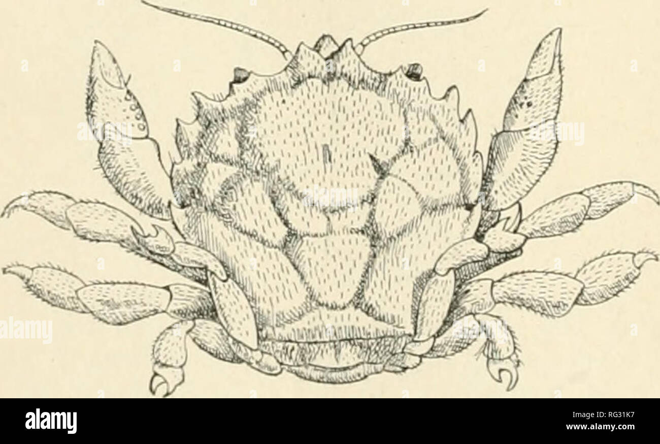. The Cambridge natural history. Zoology. i84 CRUSTACEA—EUCARIDA—DECAPODA stock, and hence that the development of the Brachyura ran through an Anomurous strain ; but Huxley, and latterly Bouvier,^ adopt the view that the Dromiacea are descended, not from the Galatheidae, but direct from the Macrura, and especially from the Nephropsidea. Special resemblances are found between the Jurassic Nephropsidae and certain present day Dromiacea, e.g. Homolodromia paradoxa, the detailed form of the carapace in the two cases being very similar. It is, however, a little strange that in the Dromiacea we mee Stock Photo