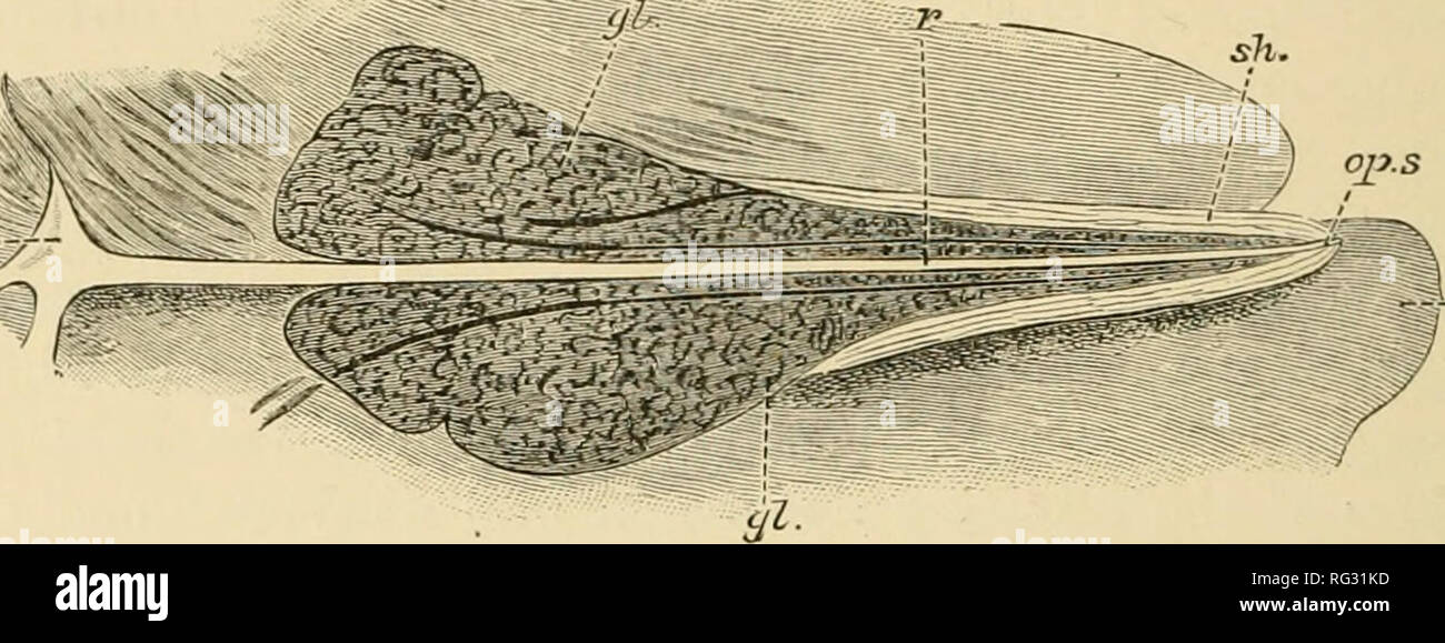 . The Cambridge natural history. Zoology. 176 FISHES Poison Glands of Fishes. A few Teleosts are provided with weapons of offence or defence in the shape of poison-glands, probably derived from the epidermis, and associated with spines on the gill-covers, or in connexion with the dorsal fin, or with both. The two British species of &quot;Weever&quot; (Trachinus draco and T. vi^era) are both provided with poison-organs in connexion with a spine on the operculum and with the five or six spiny rays of the anterior dorsal fin.^ The first of these spines is a structure projecting backwards from the Stock Photo