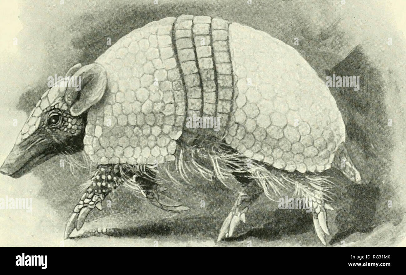 . The Cambridge natural history. Zoology. PELUDO ARMADILLO 1/7 hog. The genus has only three movable bands. The tail is short, and is covered with large tubercles. This genus is very markedly digitigrade when running.. Fk!. 103.—Tliree-bauded Armadillo or Apar. Tolypeutes fricincttis. x |. The Peludo, Dasypus sexcinctus, is, like other Armadillos, an. Please note that these images are extracted from scanned page images that may have been digitally enhanced for readability - coloration and appearance of these illustrations may not perfectly resemble the original work.. Harmer, S. F. (Sidney Fre Stock Photo
