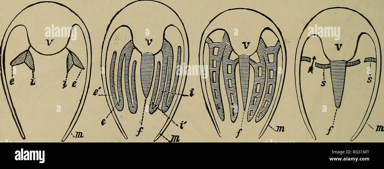 . The Cambridge natural history. Zoology. i66 THE GILL IN PELECYPODA CHAP. 1. The simplest form of gill (^Nucula^ Leda^ Solenomya^ etc.) is that which consists (Fig. 76, A, compare Fig. 100, p. 201) of two rows of very short, broad, not reflected filaments, the rows being placed in such a way that they incline at right angles to one another from a common longitudinal axis. The filaments are not connected with one another, nor are the two leaves of each gill united at any point. (^Protobranchiata.^ 2. In the Anomiidae^ Arcadae, Trigoniidae^ and Mytilidae each gill consists of two plates or rows Stock Photo