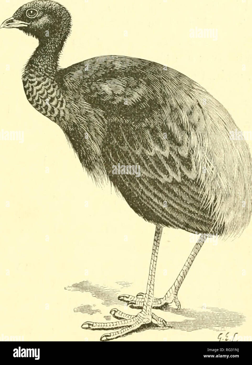 . The Cambridge natural history. Zoology. PSOPHIIDAE 257 with white flecks; the upper parts are glossed with brouzy- purple, the bill is greenish. A. scolopaceus, the Carau, Courlan, Lamenting Bird, or Crazy &quot;Widow, ranging from Guiana to Argen- tina, has only the head and neck streaked. Generally solitary or found in family-parties, these birds conceal themselves by day among reeds or damp forest-vegetation; they rise with difticulty after a preliminary run, and take low, brief flights, the legs hanging down and the wings flapping slowly, while the latter are elevated for a descent. They Stock Photo