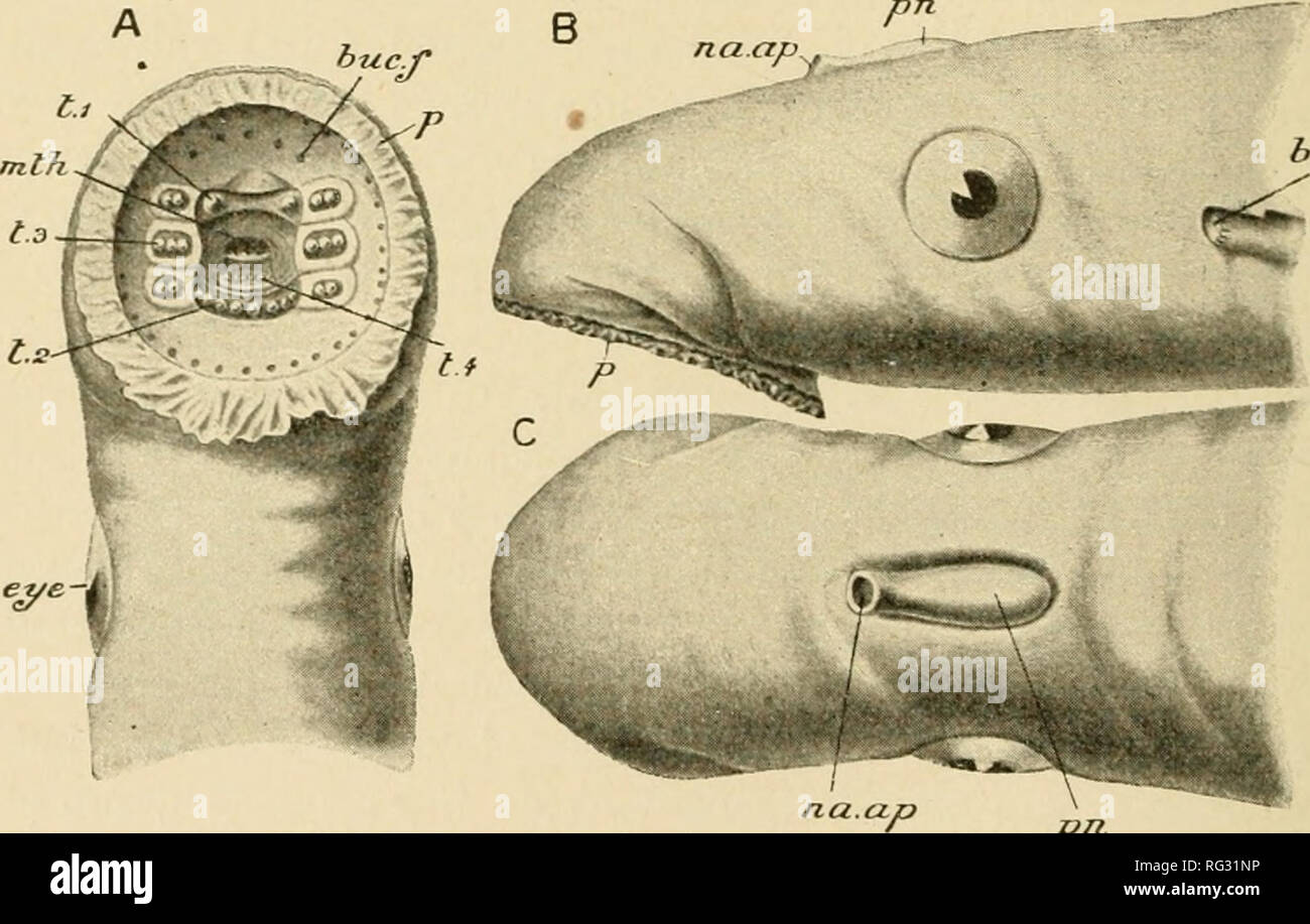 . The Cambridge natural history. Zoology. CHAPTER VI EXTERNAL CHARACTEKS OF CYCLOSTOMATA AND OF FISHES EXTERNAL CHARACTERS COLORATION POISON GLANDS AND POISON SPINES PHOSPHORESCENT ORGANS. In all the Cyclostomata the body is Eel-like in shape, the head and trunk being nearly cylindrical, and the tail somewhat flat- tened from side to side. In Pctromyzon the head terminates in a br.cl.i. pn. Fig. 'd.Petromyzon murinus. A, ventral ; B, lateral ; and C, dorsal, view of the head. hr.clA, First liranchial cleft ; huc.f, buccal funnel ; eye, the eve ; vitiu mouth ; nu.np, nasal aperture ; j), papi Stock Photo