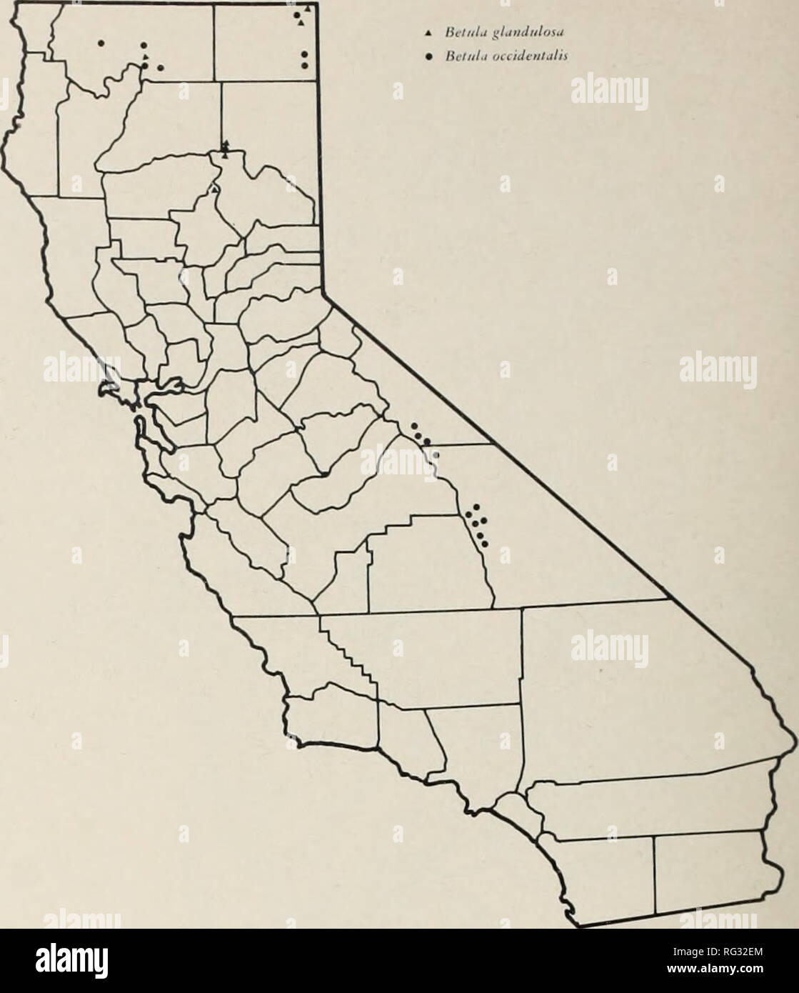 . California range brushlands and browse plants. Browse (Animal food); Brush; Forage plants. Distribution of resin birch (Betula glandulosa) and water birch {Betula occidentalis). from Tulare and Inyo counties to Fresno and Kings coun- ties, northward to Butte and Modoc counties, and west- ward to Siskiyou and Humboldt counties. It extends eastward to the Bockv Mountains and northward to Brit- ish Columbia. Economic value. Water birch is a fairly important browse species on some ranges. The leafage and twigs are cropped with moderate to good relish by all brows- ing animals, but it is sometime Stock Photo