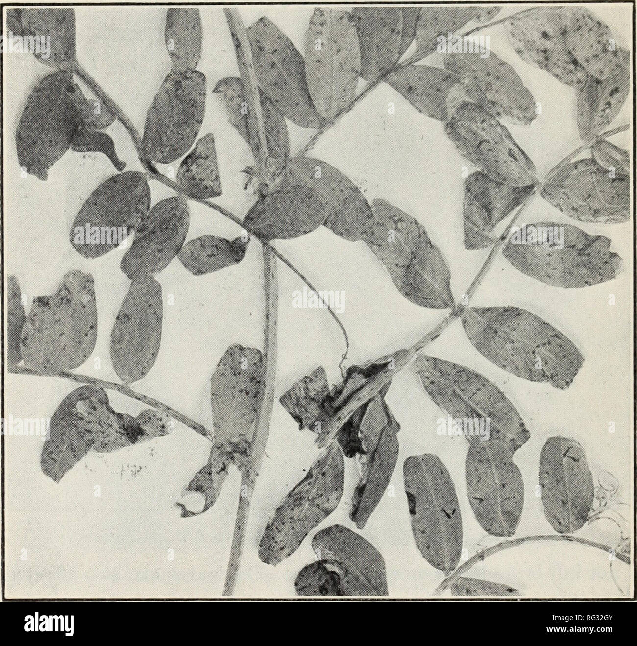 Page 2 Colletotrichum High Resolution Stock Photography And Images Alamy