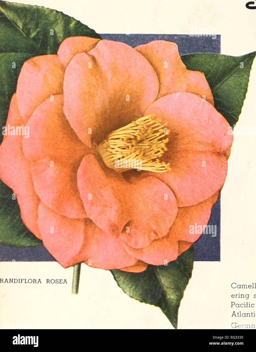 . California sets the fashion. Nurseries (Horticulture) Catalogs; Flowers Seeds Catalogs; Roses Catalogs; Plants, Ornamental Catalogs. . Please note that these images are extracted from scanned page images that may have been digitally enhanced for readability - coloration and appearance of these illustrations may not perfectly resemble the original work.. Germain Seed and Plant Company; Henry G. Gilbert Nursery and Seed Trade Catalog Collection. Los Angeles, Calif. : Germain Stock Photo