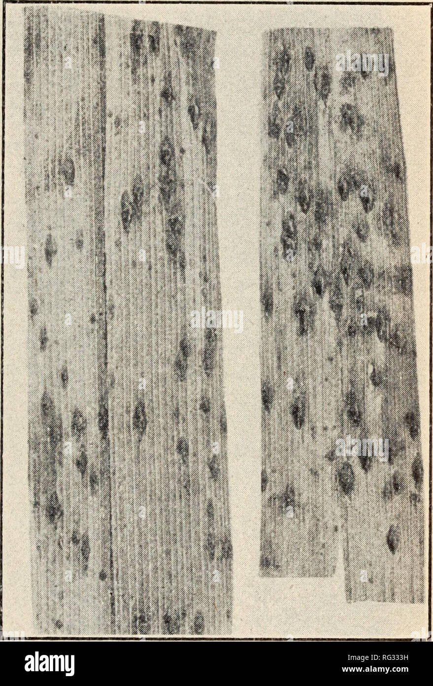 . California plant diseases. Plant diseases. Fig. 72.—Palm leaf spot (Graphiola phoenicis). Fig. 73.—Palm leaf spot (Sphaerodothis neowashingtoniae). trees may be sprayed with the ammoniacal copper carbonate. Bordeaux mixture is effective, but disfigures the tree. Palm (Washingtonia). Leaf Spot (Sphaerodithis neowashingtoniae). Figure 73. The leaves become covered with small, elongated, black, slightly ele- vated spots of the fungus growth, and die.' Affected leaves should be removed.. Please note that these images are extracted from scanned page images that may have been digitally enhanced fo Stock Photo