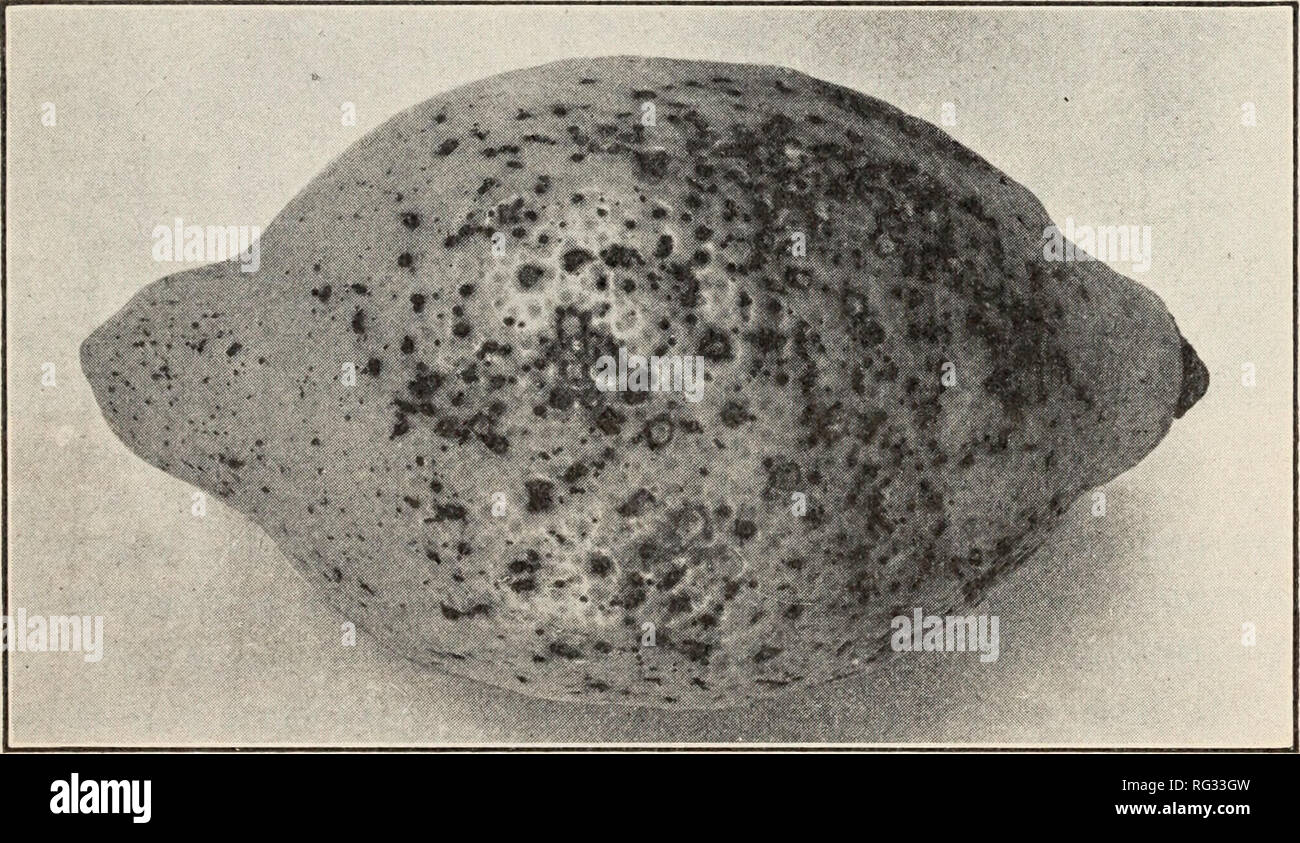 . California plant diseases. Plant diseases. Fig. 54.—Green and blue mold rot of lemon (Penicillium digitatum and italicum). ing black. A mass of gum exudes at this point. This fungus, which is the same as that causing the cottony mold, occasionally infects the tree itself, both with lemons and other citrus trees, with the effect just. Fig. 55.—Supposed effect of wither-tip fungus on lemon fruit (Colletotrichum gloeosporioides). described. The infection comes from spores produced by the growth of the fungus upon the green manure crop. Not serious. This effect is sometimes confused with that of Stock Photo