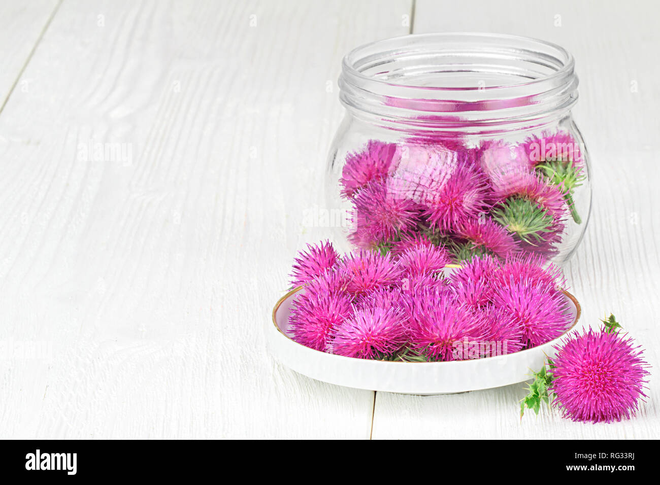Silybum marianum (milk thistle) herb in a bowl.One of the most common