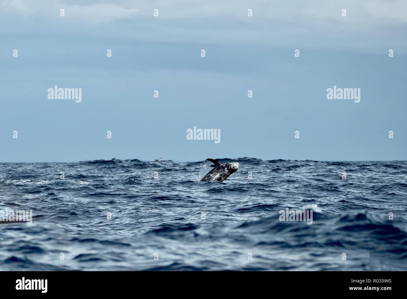 Risso's dolphins breaching Stock Photo