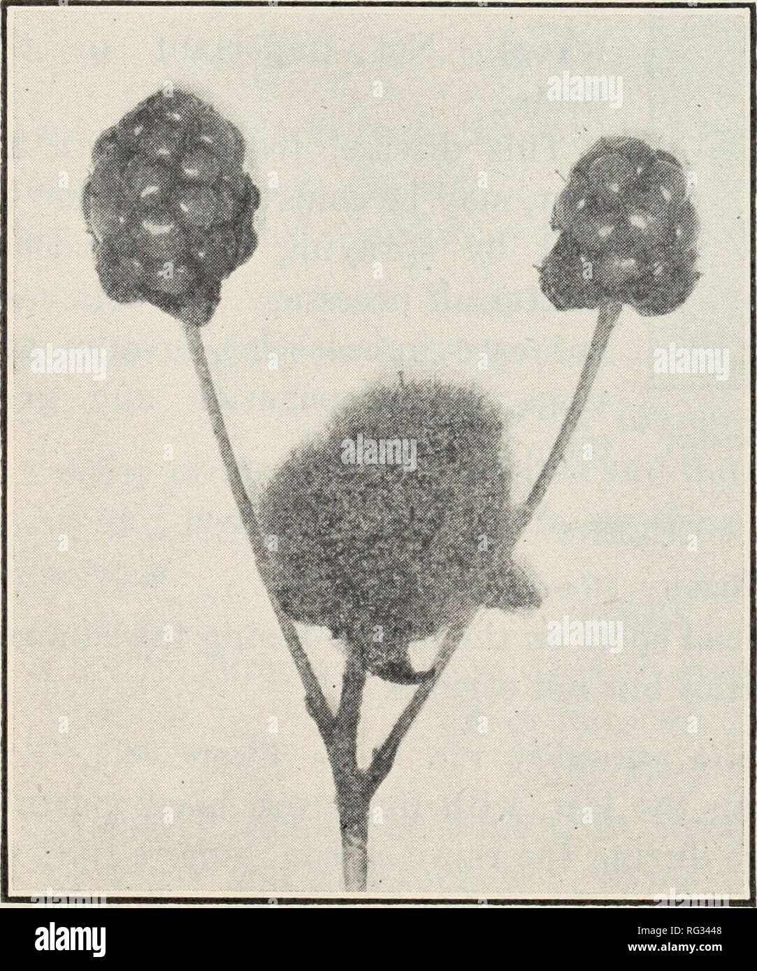 . California plant diseases. Plant diseases. Fig. 37.—Fruit rot of blackberry (Botrytis vulgaris). Fig. 36.—Leaf spot of blackberry {Septoria rubi). deaux mixture about four times at short intervals (of about ten days), the first application when the buds are beginning to unfold. Crown Gall (Bacterium tumefaciens). Produces large swellings or galls just below ground. Destroy affected plants and use care in planting clean stock. Fruit Rot (Botrytis). Fig- ure 37. The ripe fruit decays on the bushes and is covered with a grey, dusty mold. Usually not abundant ex- cept in moist weather. No treatm Stock Photo