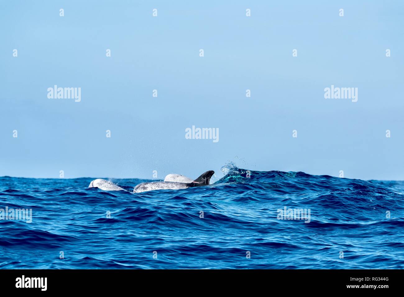 Risso's dolphins surfacing behind a wave Stock Photo