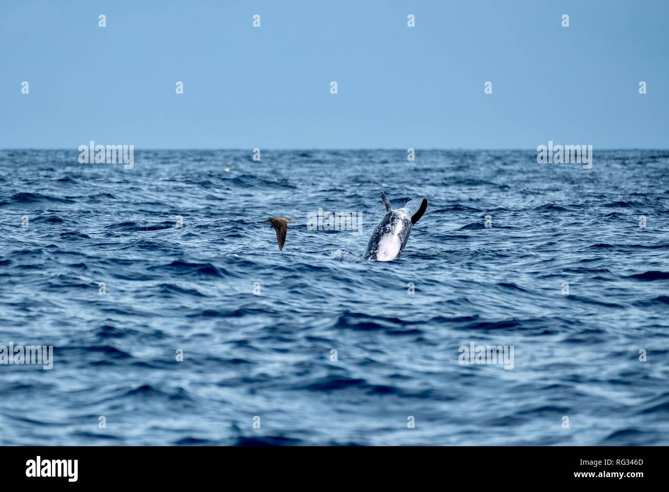 Risso's dolphins breaching Stock Photo