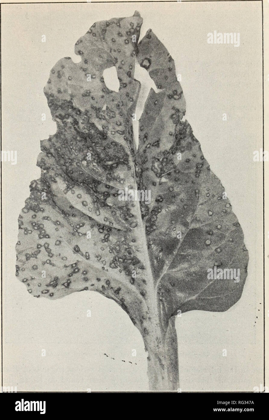 . California plant diseases. Plant diseases. Bulletin 21S] CALIFORNIA PLANT DISEASES. 1103. Fig. 32.—Leaf spot on beet {Cercospora beticola). Leaf Spot (Cercospora beticola). Figure 32. Produces small dead spots all over the leaves. Quite common in California, but practically unknown on sugar beets. Downy Mildew {Peronospora schachtii). Figure 33. Causes a stunting of the inner leaves and a checking of the growth of the plant. The fungus is visible to the eye as a mildew on the under. Please note that these images are extracted from scanned page images that may have been digitally enhanced for Stock Photo