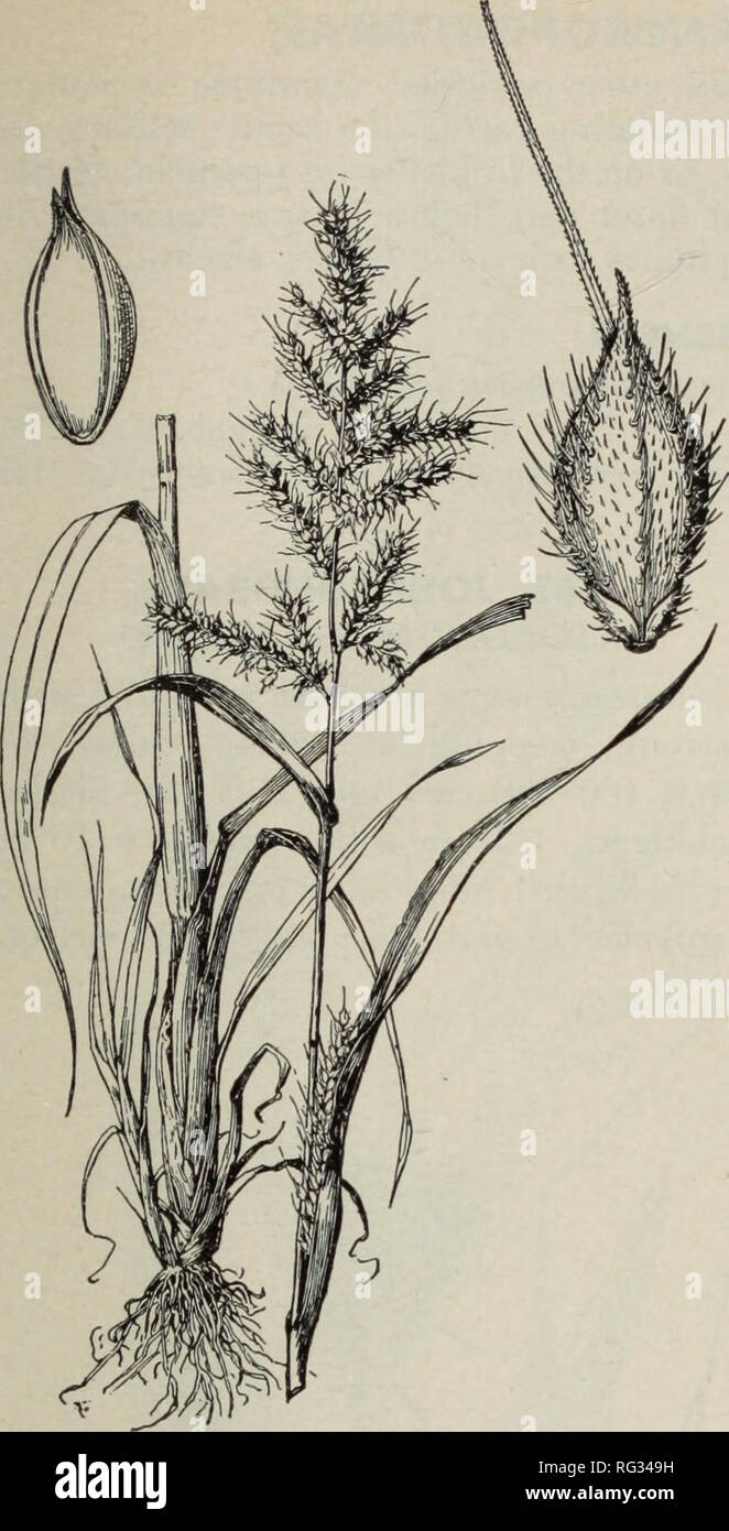 . California grasslands and range forage grasses. Grasses; Forage plants. Fig. 109. Barnyardgrass (Echinochloa crusgalli). mm wide; panicle 4-8 in (10-20 cm) long, the thick spikelike branches as- cending or spreading, often purplish; spikelets subsessile, irregularly crowded; the glumes and sterile lemma bristly-his- pid at maturity, the sterile lemma with an awn 2-15 mm long, variable in a single branch; fertile lemma indurate, acuminate-pointed, the tip of the palea not enclosed. (Fig. 109.) Distribution and habitat: Barnyard- grass, also called watergrass, is an in- troduced annual that is Stock Photo
