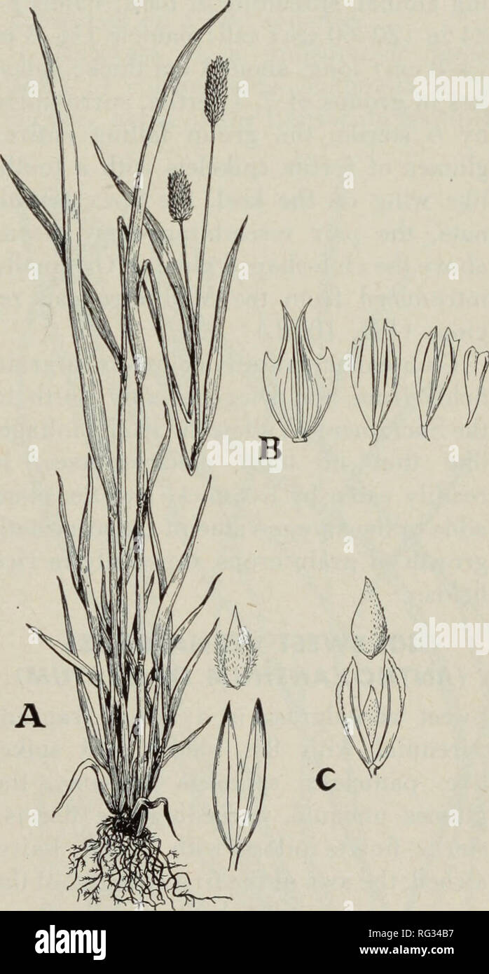 . California grasslands and range forage grasses. Grasses; Forage plants. 7. CANARYGRASS TRIBE (PHALARIDEAE) Of the four genera of this tribe known to occur in California, only three have any forage value. KEY TO GENERA Lower florets owned 40. Anthoxanthum (p. 110) Lower florets awn less Lower florets reduced to minute scales; panicle spikelike 39. Phalaris (p. 109) Lower florets well developed, sterile; panicle narrow but loose 41. Ehrharta (p. 110) 39. CANARYGRASS {PHALARIS) Leafy annuals or perennials, with dense panicles; spikelets with 1 terminal perfect floret and 2 (rarely 1) scalelike  Stock Photo