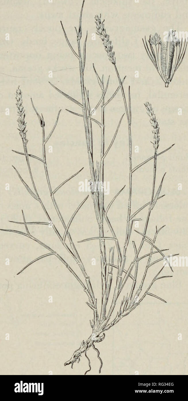 . California grasslands and range forage grasses. Grasses; Forage plants. 5. CURLY MESQUITE TRIBE (ZOYSIEAE) Spikeiets in groups (short spikes) of 3, sessile along a main axis, falling entire; central spikelet fertile, 1-flowered; lateral spikeiets staminate, 2-flowered; glumes somewhat asymmetric, lobed and awned at the summit. 34. BIG GALLETAGRASS (HILARIA RIGIDA) Big galletagrass is a robust peren- nial, forming tough clumps; culms solid, stiff, branching, l%-3% ft (45-100 cm) tall. The culms and foliage are densely felty-pubescent: spikeiets sessile, in groups of 3, the groups falling from Stock Photo