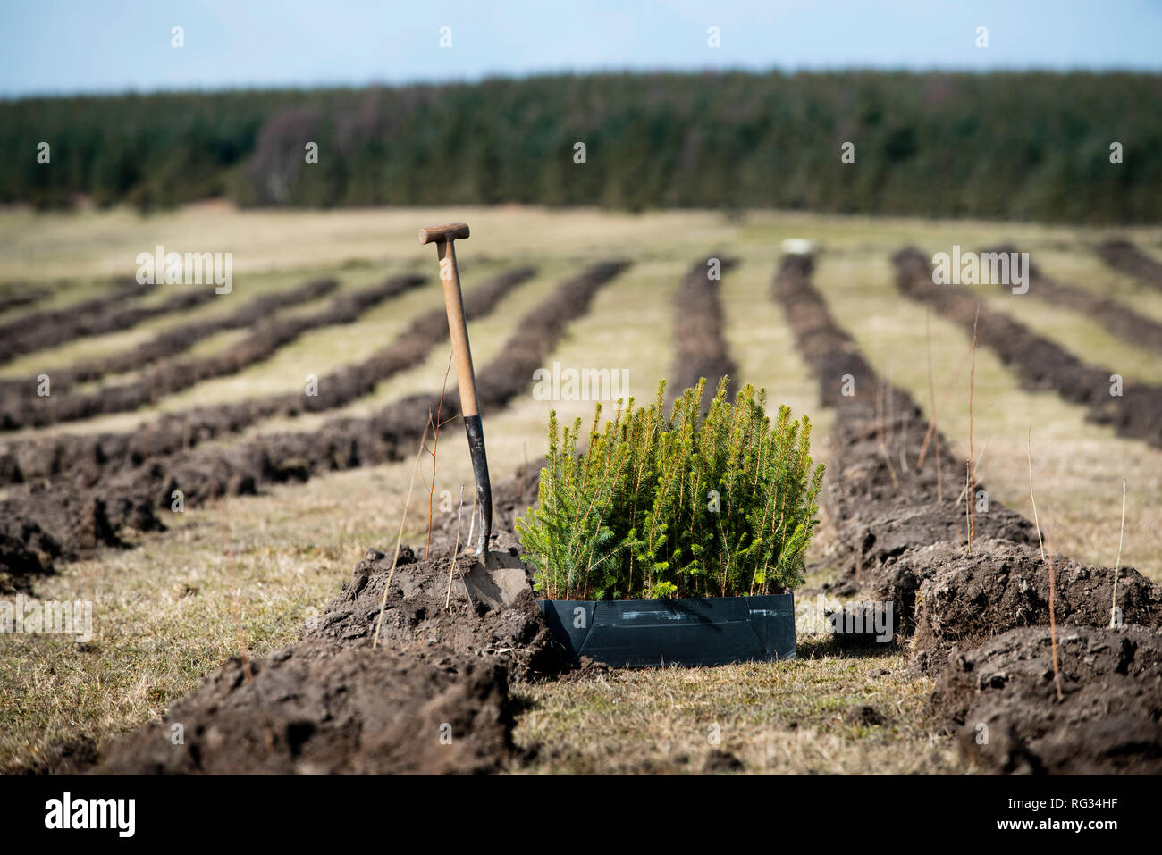 Tree planting hires stock photography and images Alamy