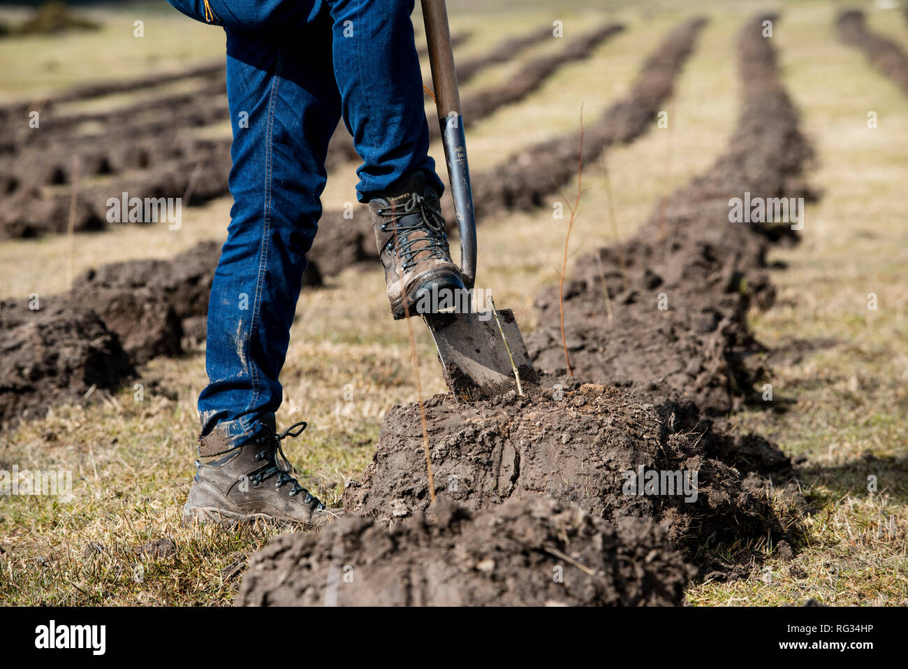 Friday 23rd of March 2018:  The first trees being planted in England's largest forest for more than 30 years at Doddington North Moor Stock Photo