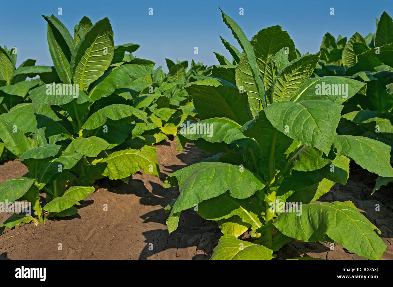 Production of tobacco leaf. Nicotiana tabacum. Stock Photo