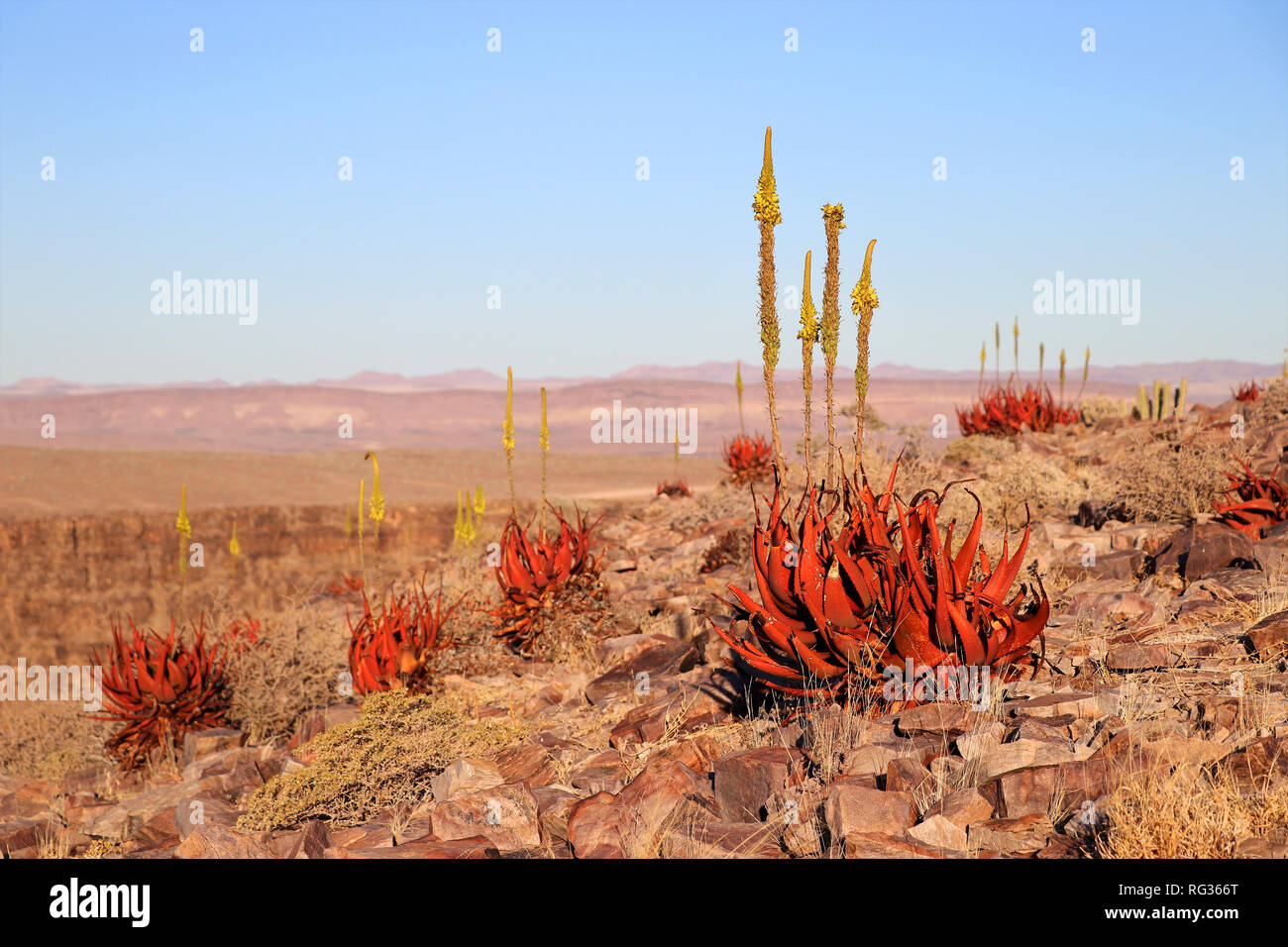 Flowering Aloes - Namibia Africa Stock Photo