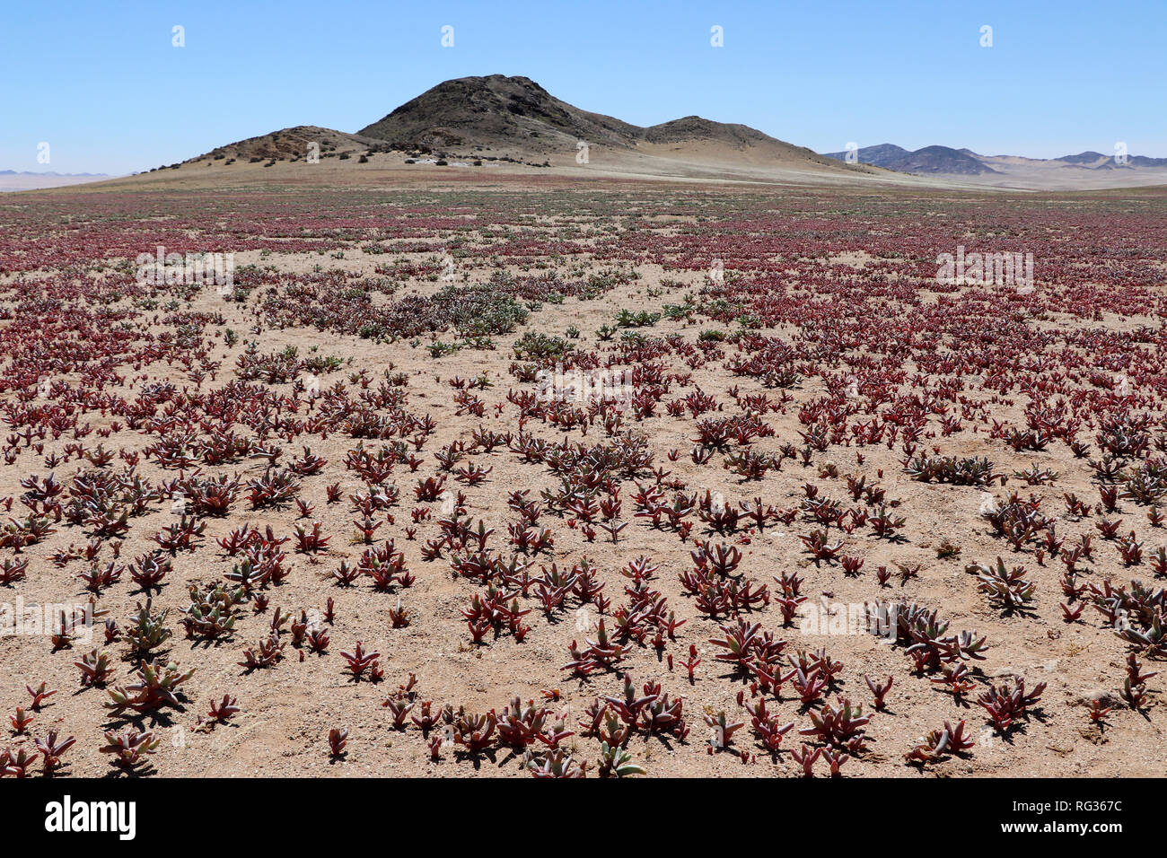 steppe with desert plants and mountains - Namibia Africa Stock Photo