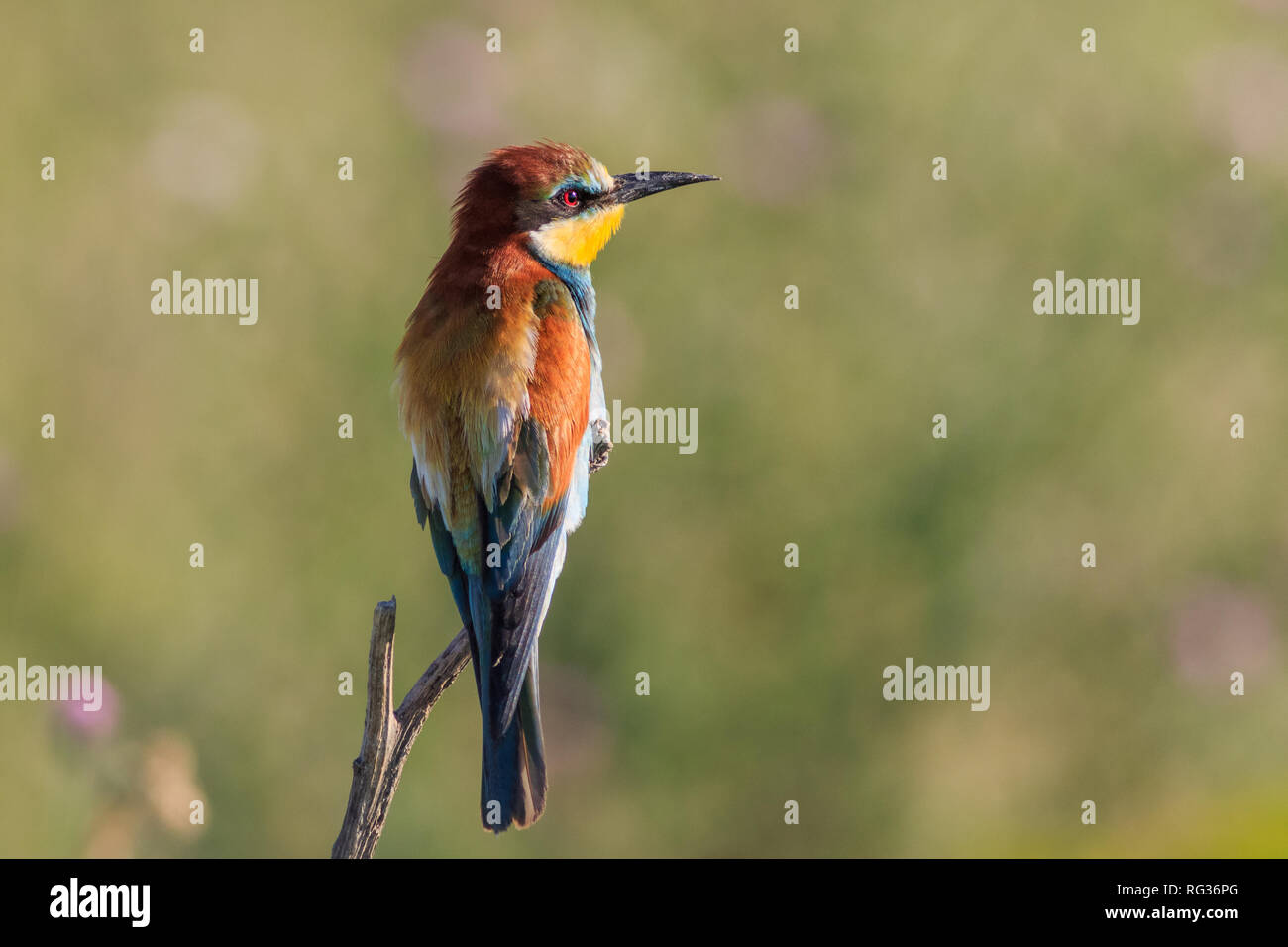 european bee eater (merops apiaster) in Danube Delta, Romania Stock Photo
