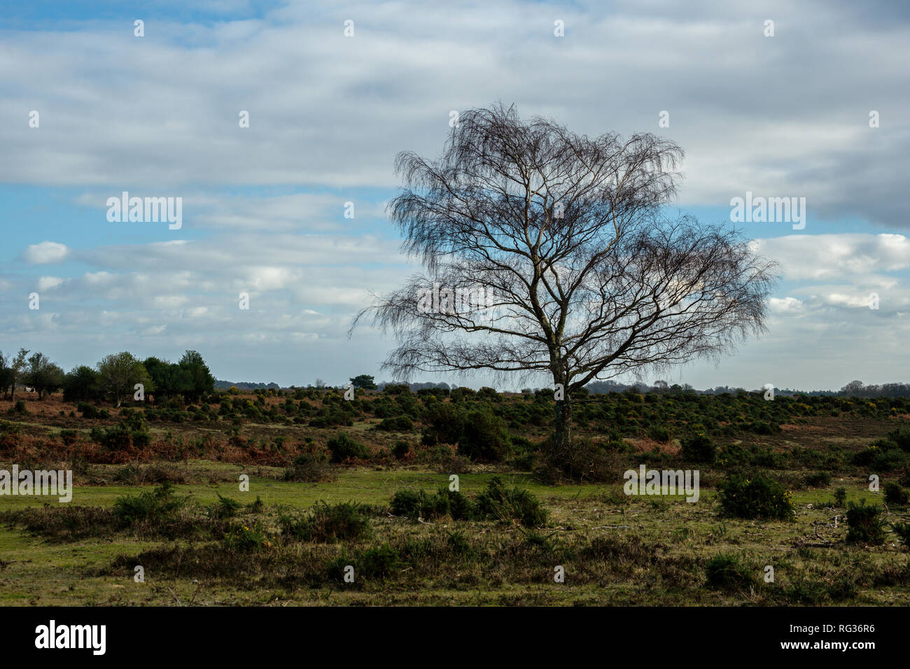 Silver Birch Betula pendula at Ocknell Plain in The New Forest Hampshire England Stock Photo