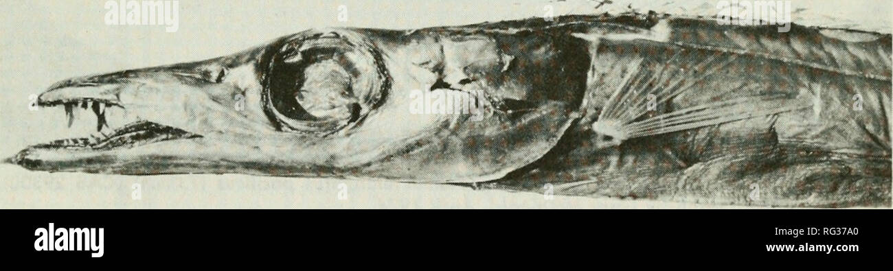 . California fish and game. Fisheries -- California; Game and game-birds -- California; Fishes -- California; Animal Population Groups; Pêches; Gibier; Poissons. NOTES OCCURRENCE OF THE RARE NORTH PACIFIC FROSTFISH, BENTHODESMUS ELONGATUS PACIFICUS PARIN AND BECKER, 1970, IN MONTEREY BAY, CALIFORNIA On July 5, 1968, while fishing off Sandholt Pier in Moss Landing, California, a fisherman, Ramon Castillo, hooked a 1020 mm (40.2 inch) Standard Length (sl) North Pacific frostfish, Benthodesmus elongatus pacificus Parin and Becker, 1970, a species unknown in California (Fig- ure 1). This interesti Stock Photo