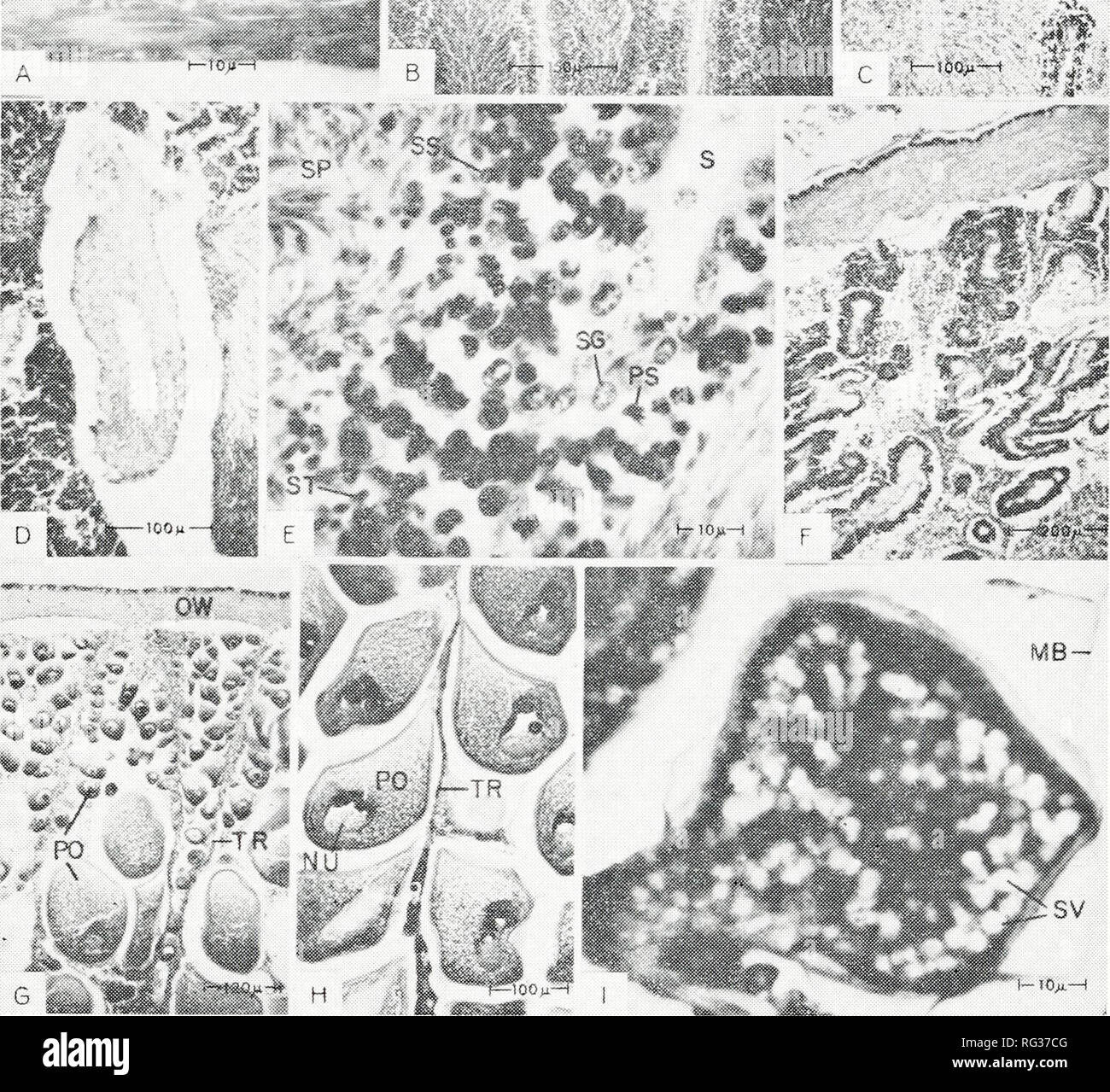 Testis spermatogenesis hi-res stock photography and images - Alamy