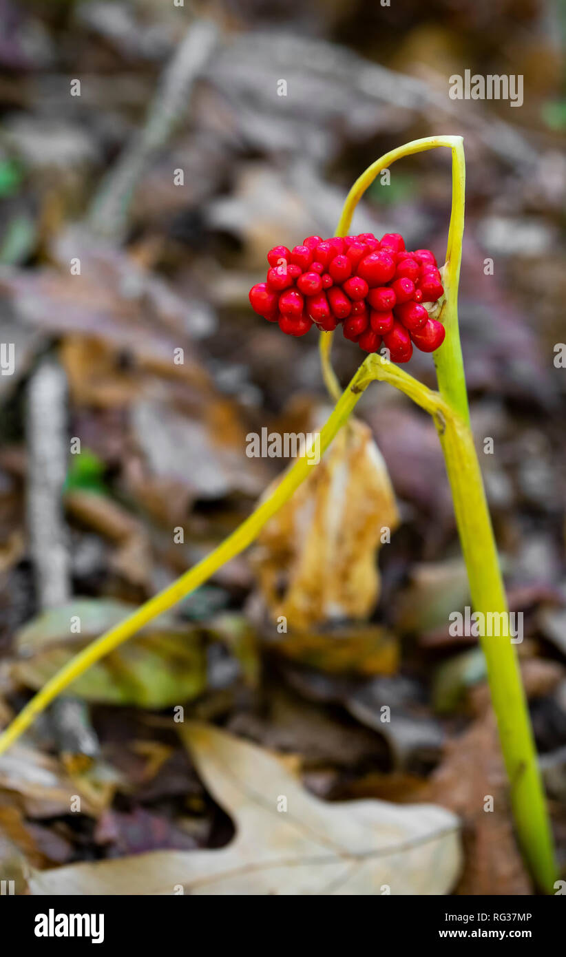 A ripe, red, seed pod is seen on a green dragon wildflower (Arisaema dracontium). The main plant is wilting in the autumn weather. Stock Photo