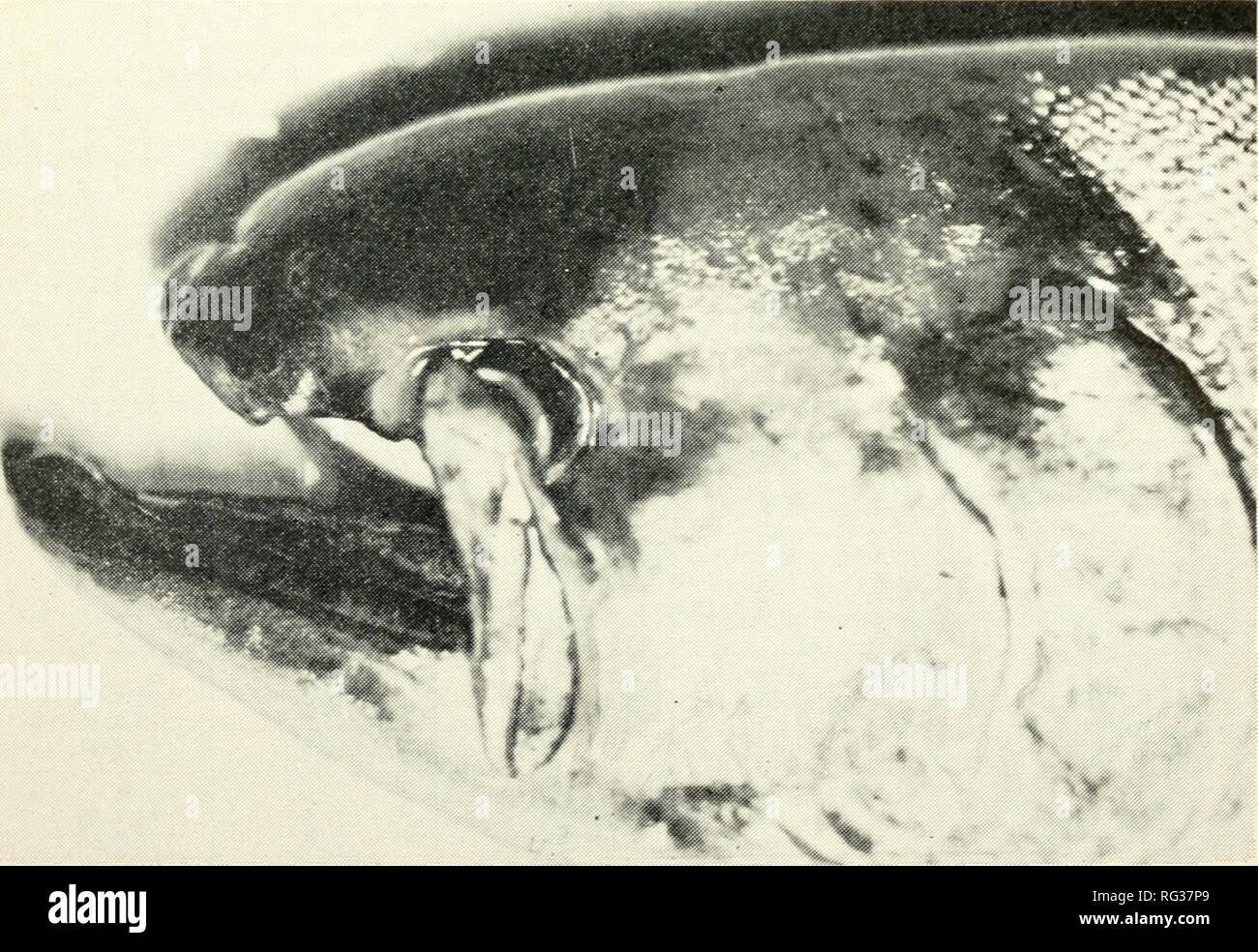 California Fish And Game Fisheries California Game And Game Birds California Fishes California Animal Population Groups Peches Gibier Poissons Figure 1 Chinook Salmon Showing Healed Jaw Injury Classified As Quot Moderate Quot