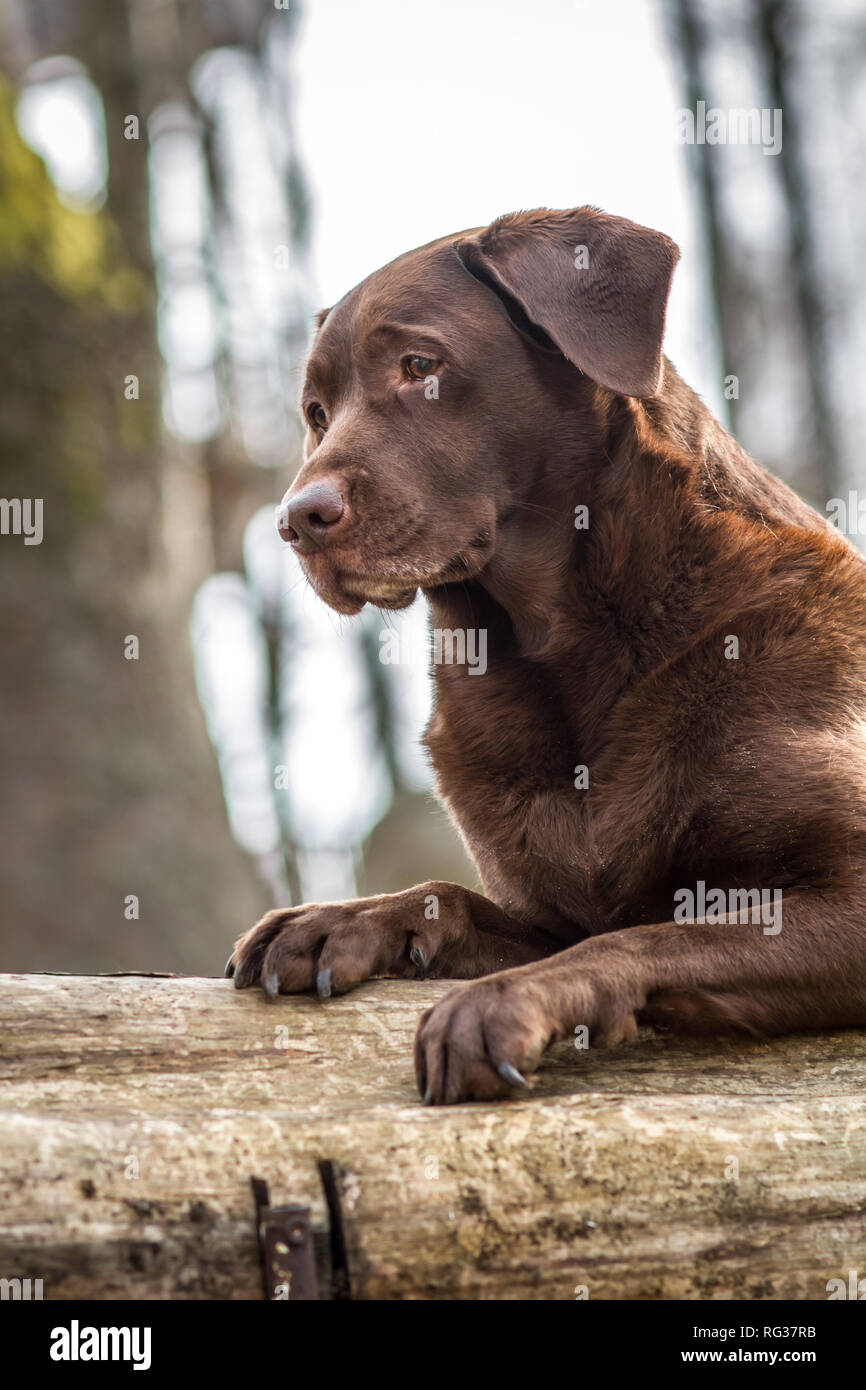 Liver Colored Labrador Hi-res Stock Photography And Images - Alamy