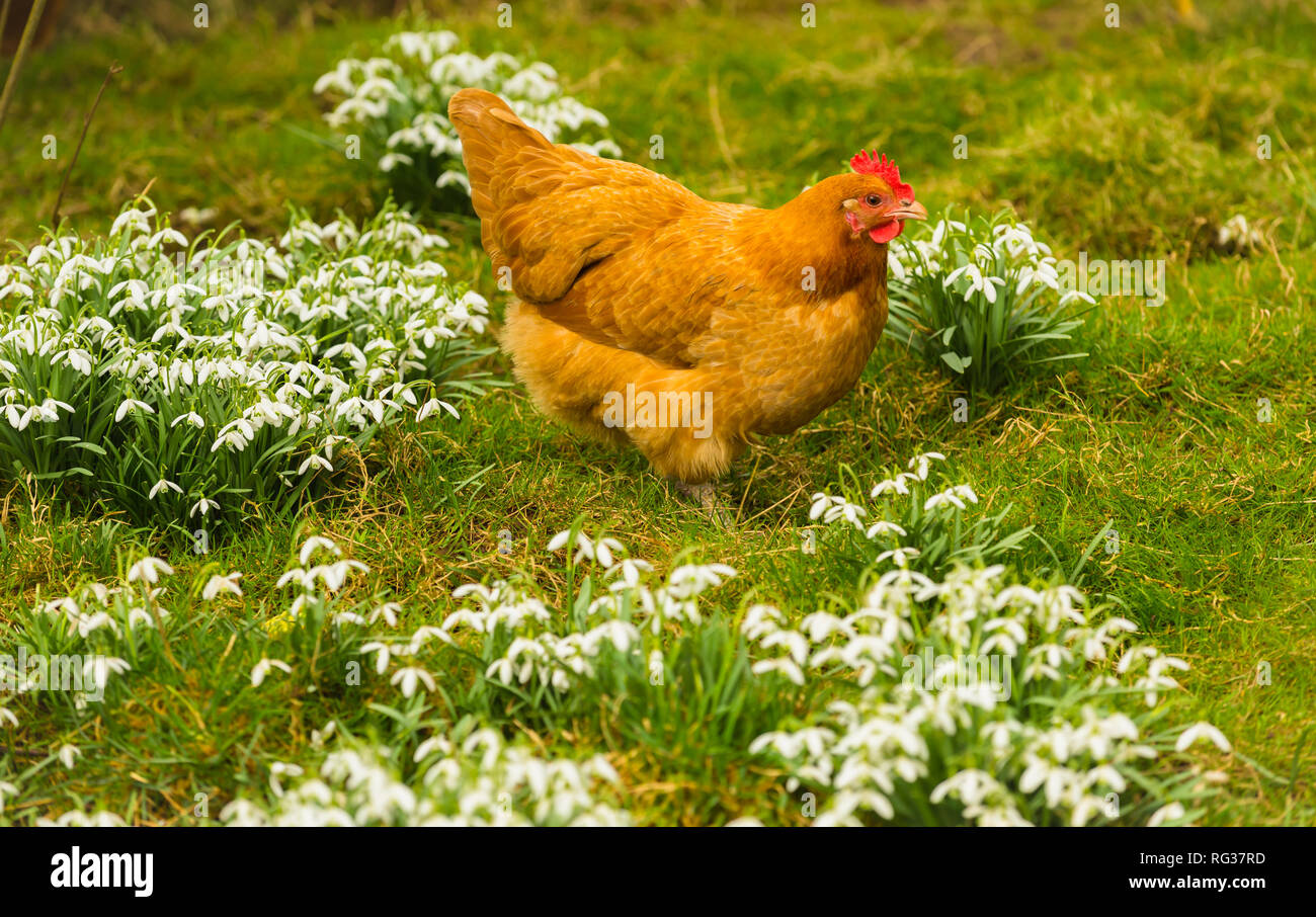 Buff Orpington chicken or hen in springtime with snowdrops. The hen has a bright red comb and is foraging in the garden amongst the snowdrops. Stock Photo