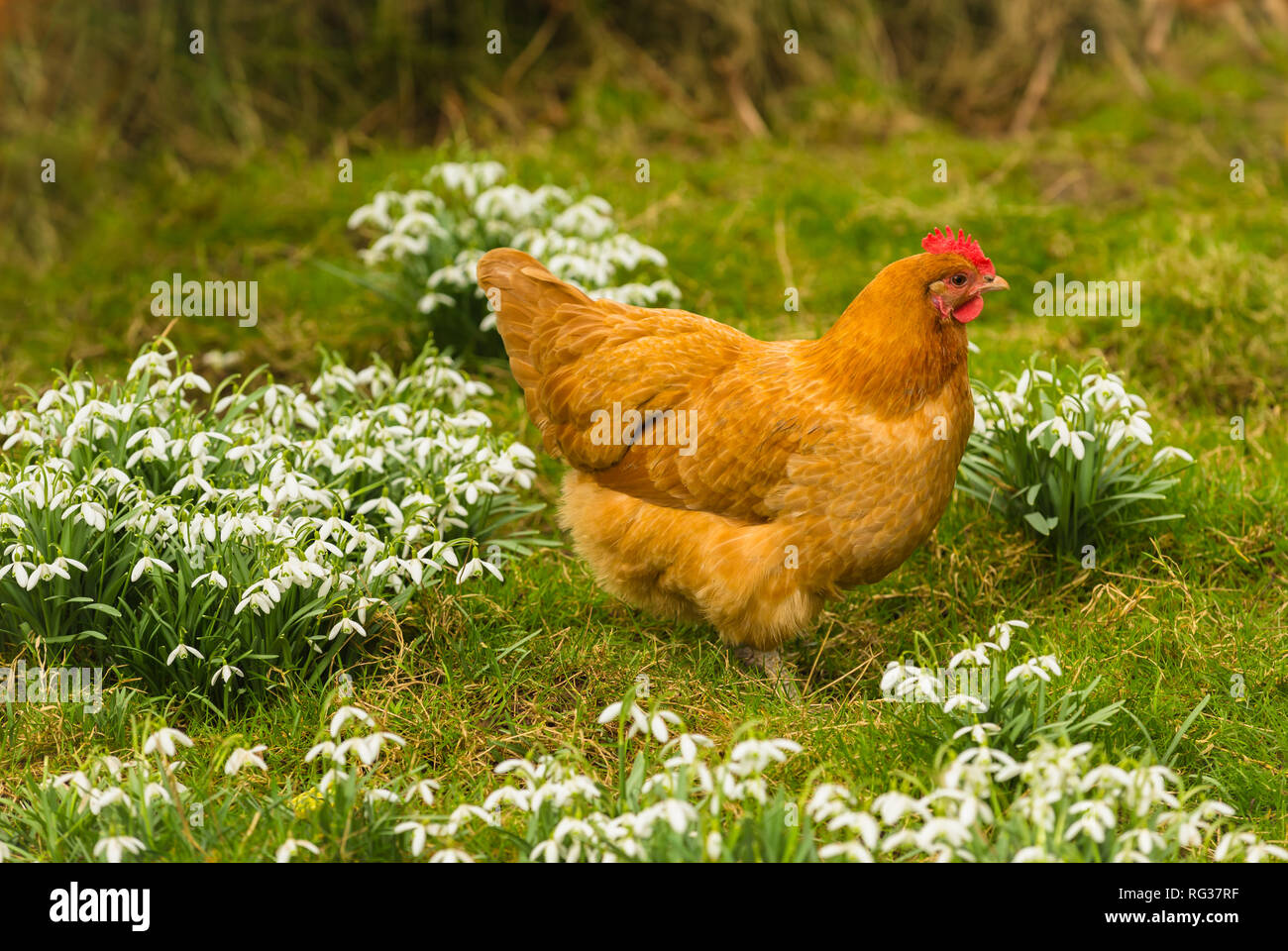 Buff Orpington chicken or hen in springtime with snowdrops. The hen has a bright red comb and is foraging in the garden amongst the snowdrops. Stock Photo
