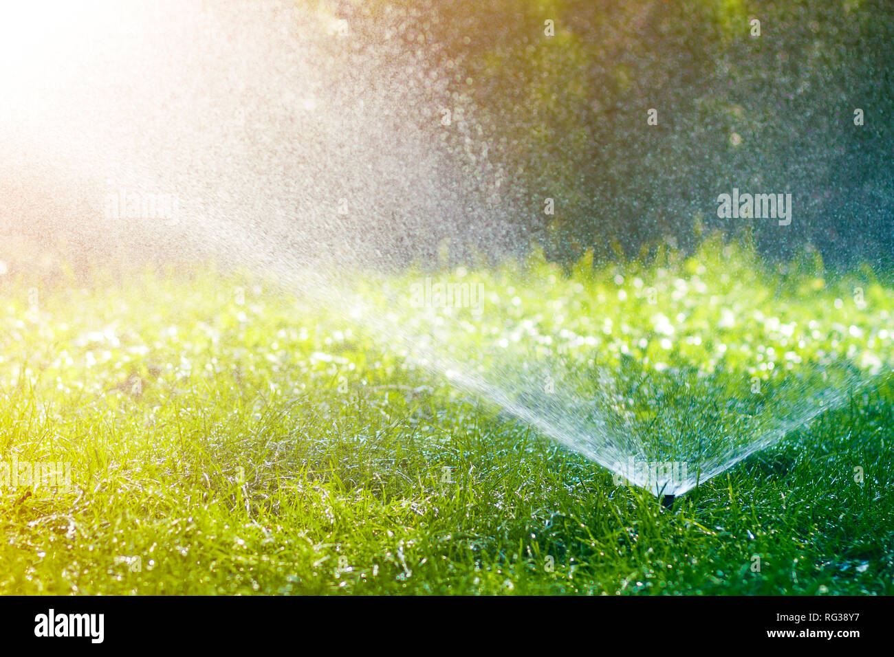 Lawn water sprinkler spraying water over lawn green fresh grass in ...
