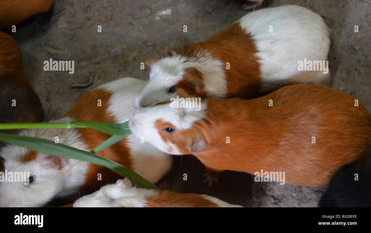 bunches of guinea pigs eating Stock Photo