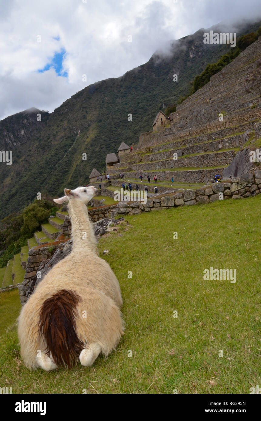 MACHU PICCHU / PERU, August 16, 2018 : A llama watches the terraces in the ruins of Machu Picchu. Stock Photo