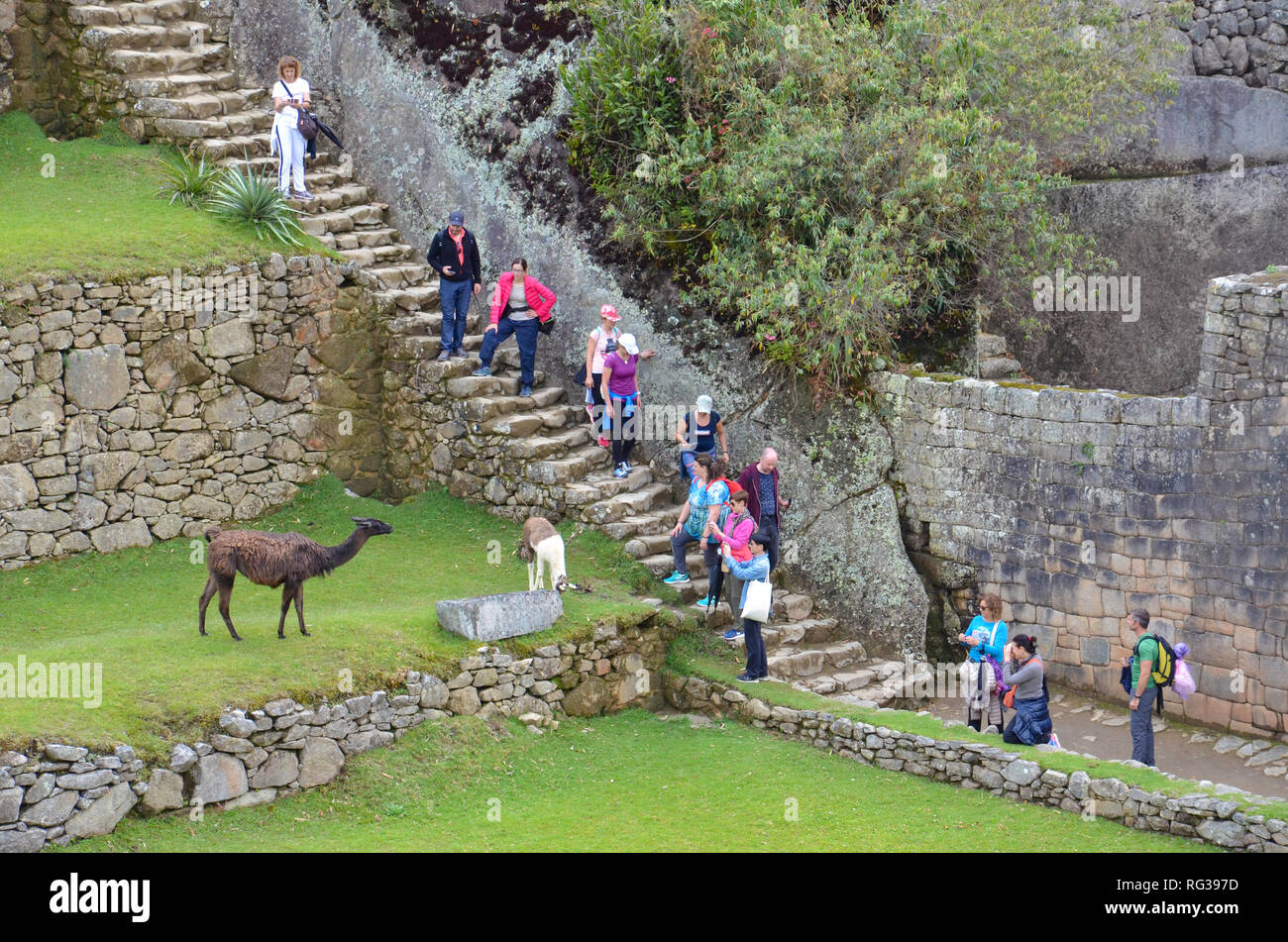 MACHU PICCHU / PERU, August 16, 2018: Tourists take photographs of llamas at Machu Picchu Stock Photo